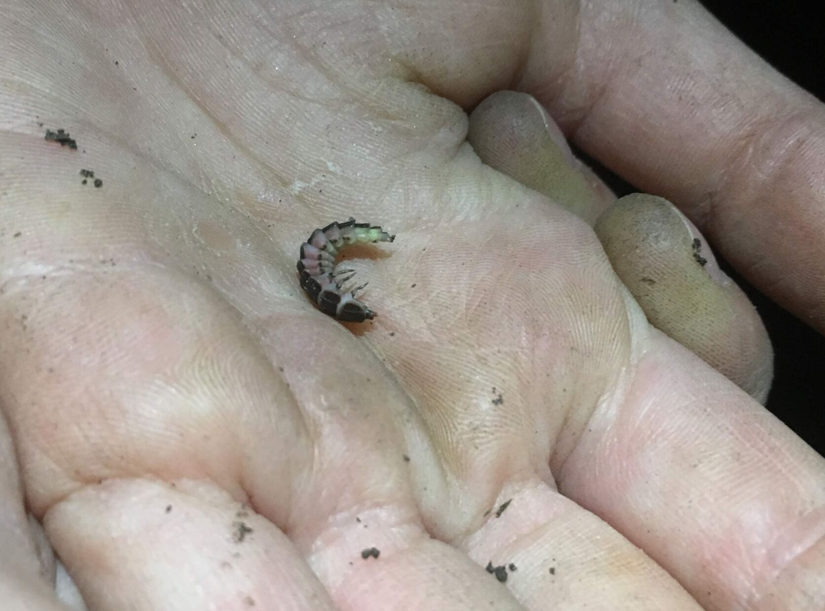 firefly
